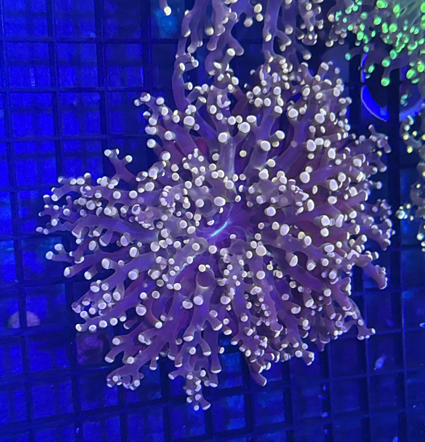 Peach Frogspawn Branching