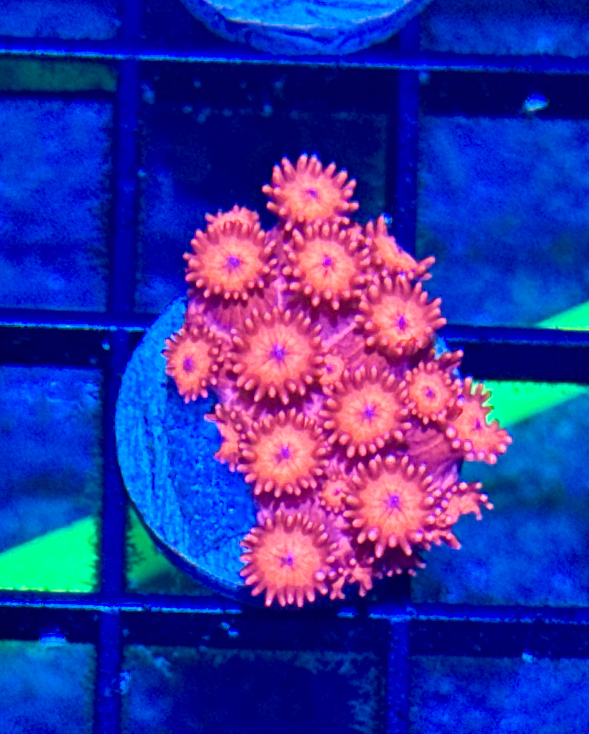 Red Gonipora Frag