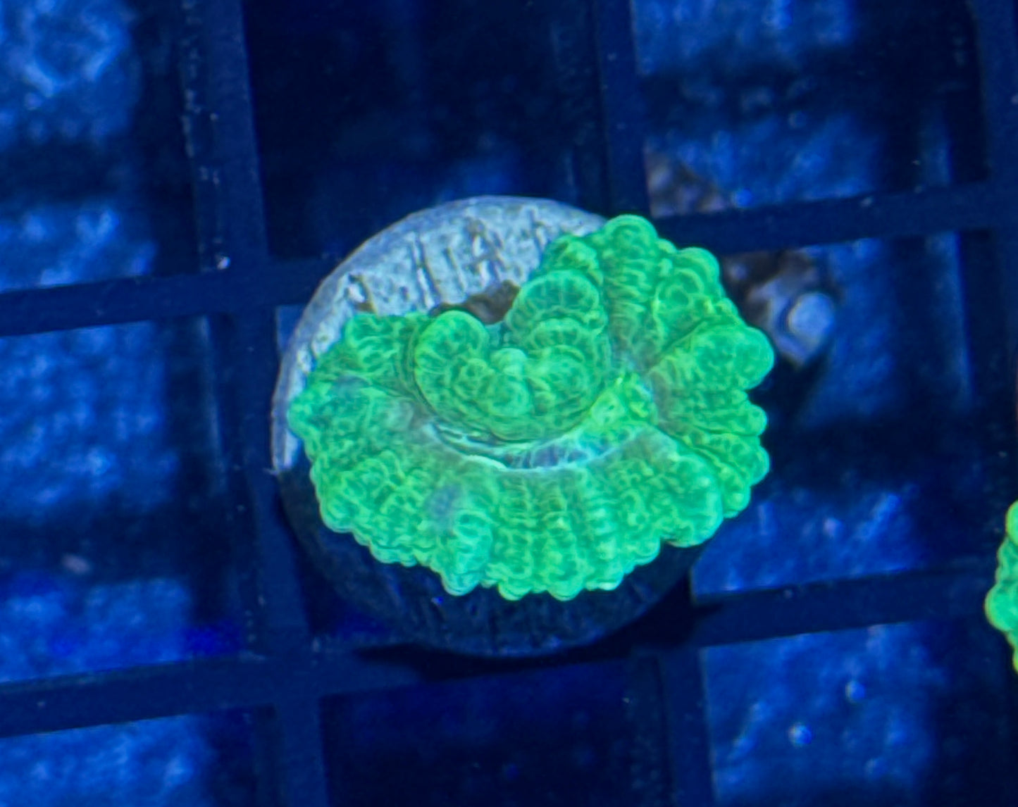 Candy Cane Frag