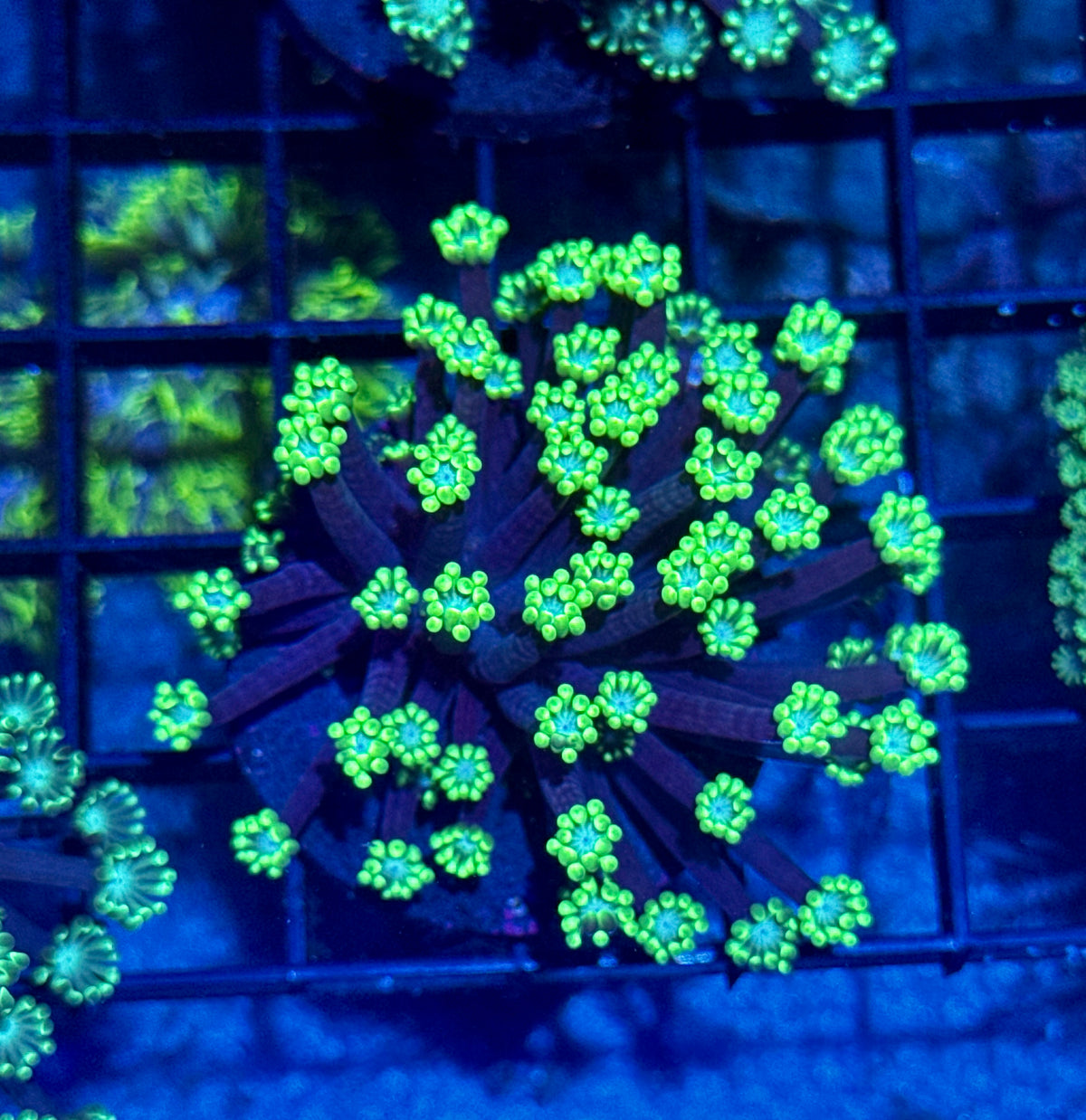 Goniopora Frag