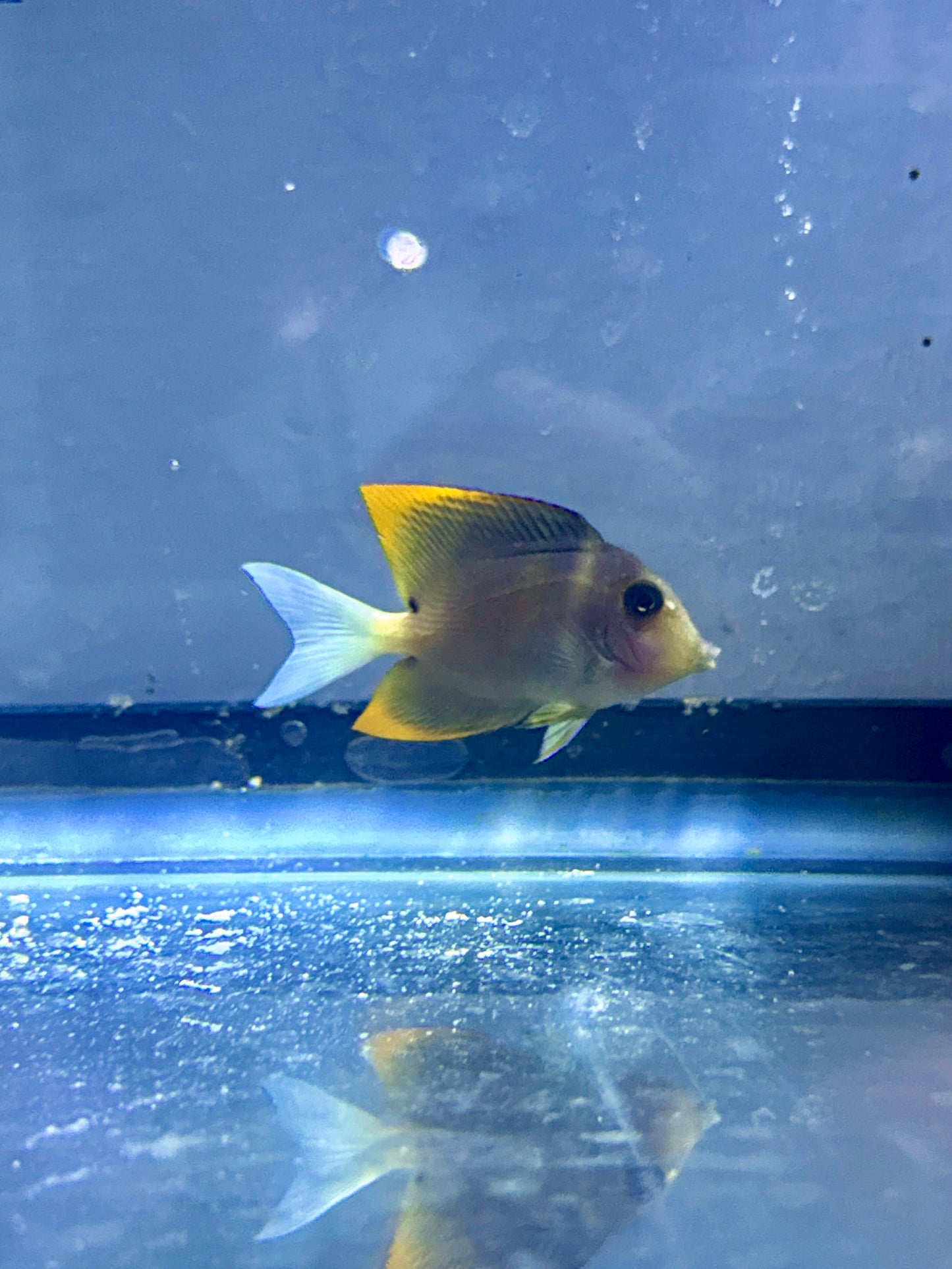 Flame Fin Tomini Tang 2”
