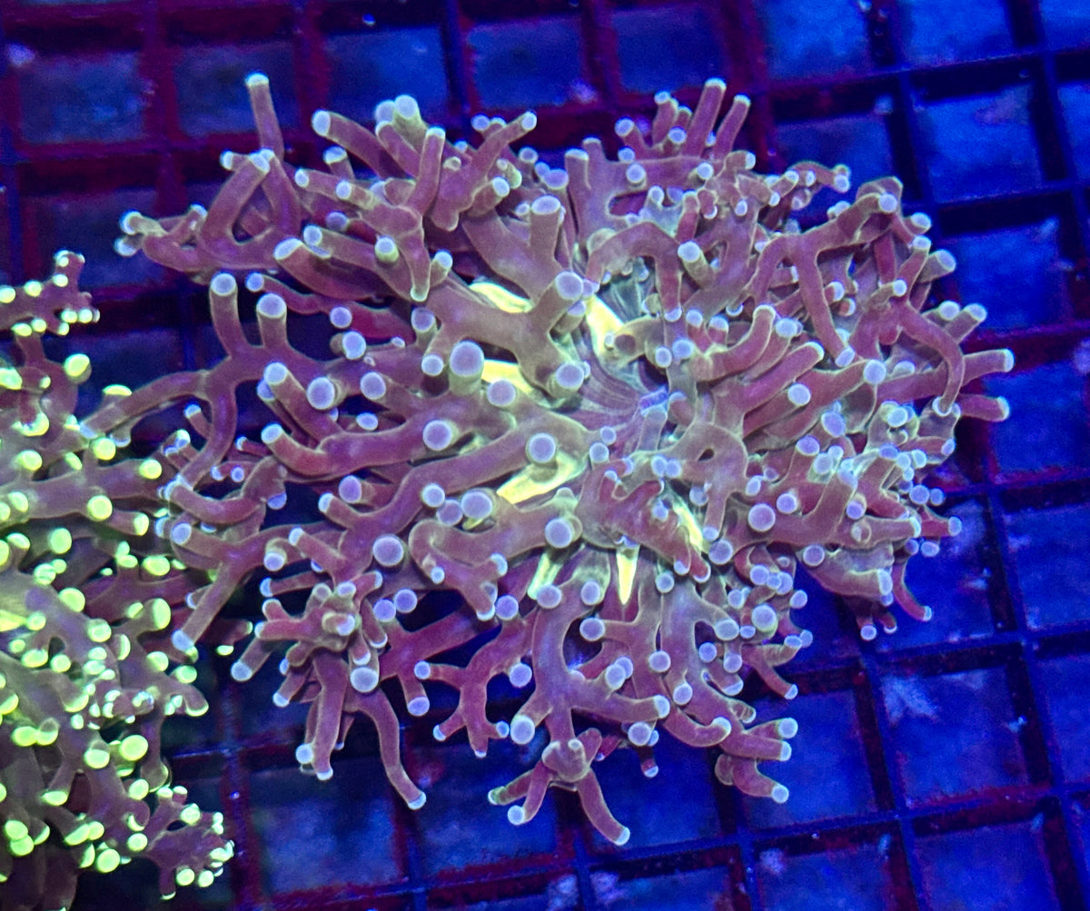 Green Center Frogspawn