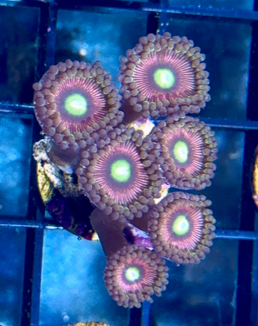 Zoa