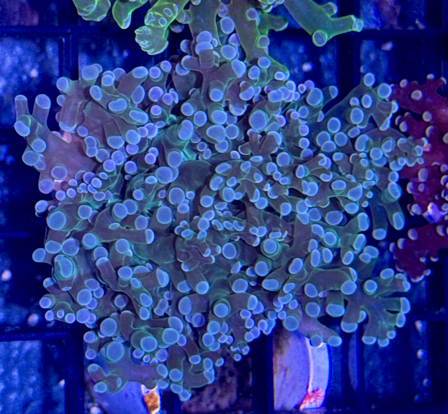 Branching Frogspawn Frag