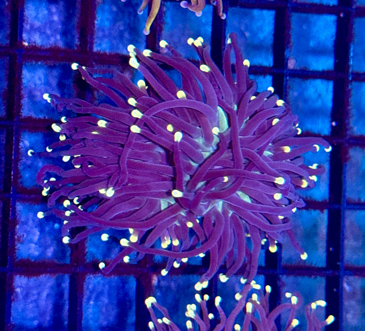 Sun God Torch
