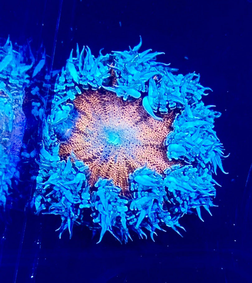 Rock Flower Anemone