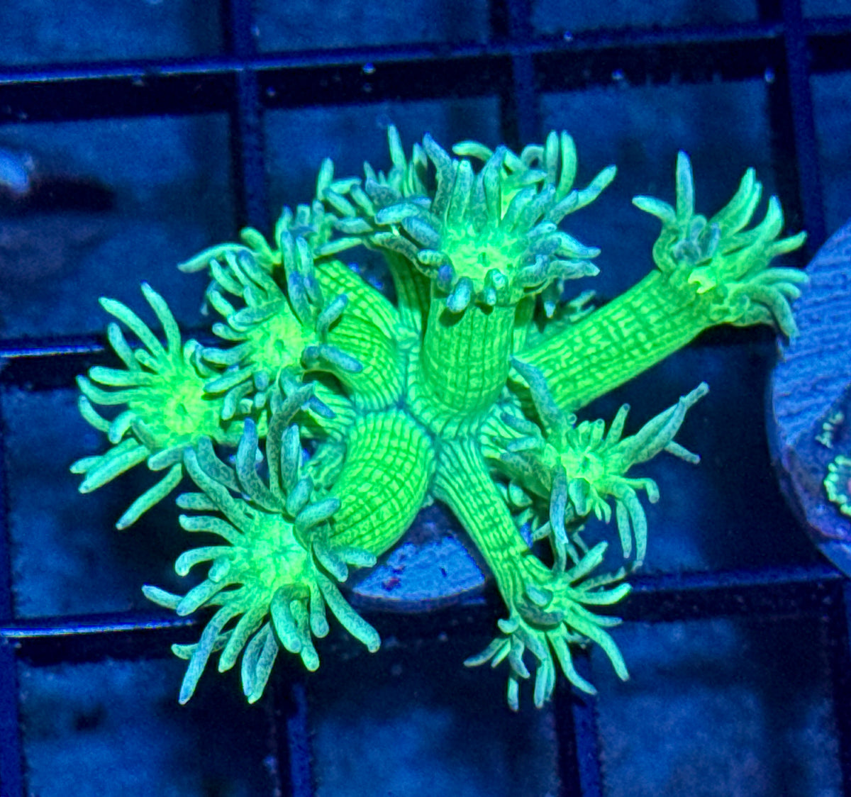 Goniopora Frag