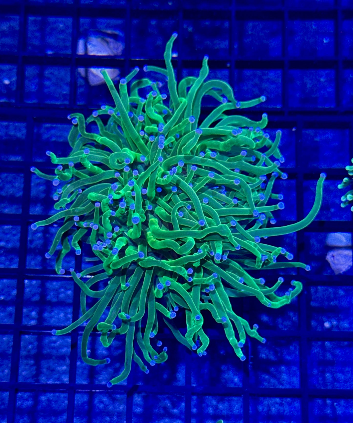 Indo Lime Green Torch (2 heads)