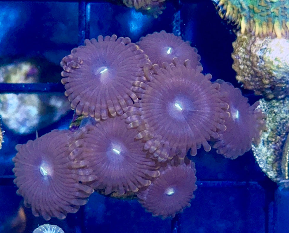 Zoa