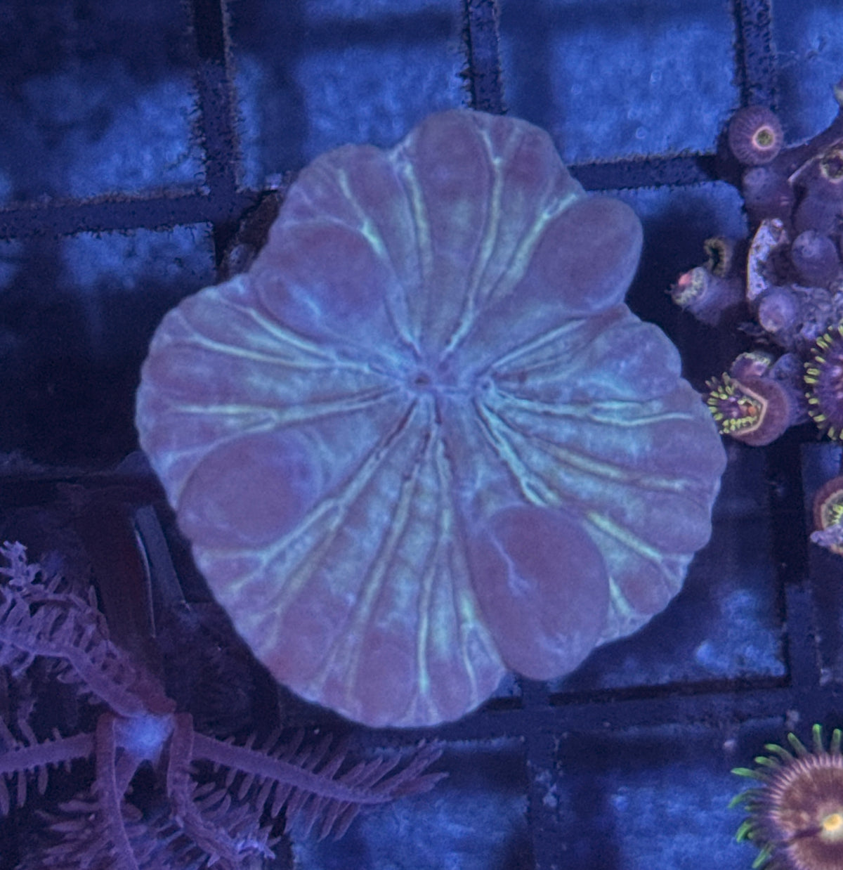 Fox Coral Frag