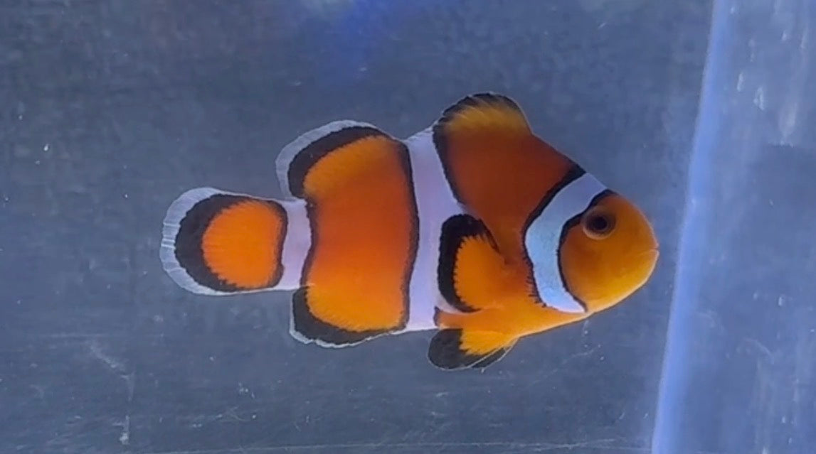 Stubby Clown (Rescue)