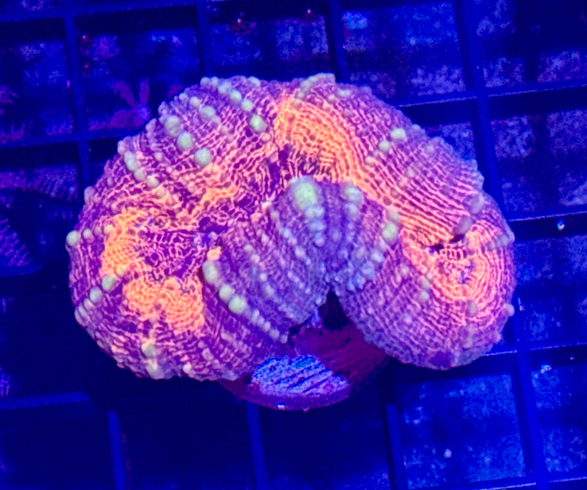Lobo Frag