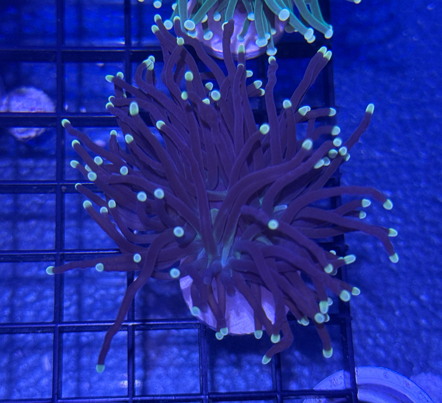 Torch Coral