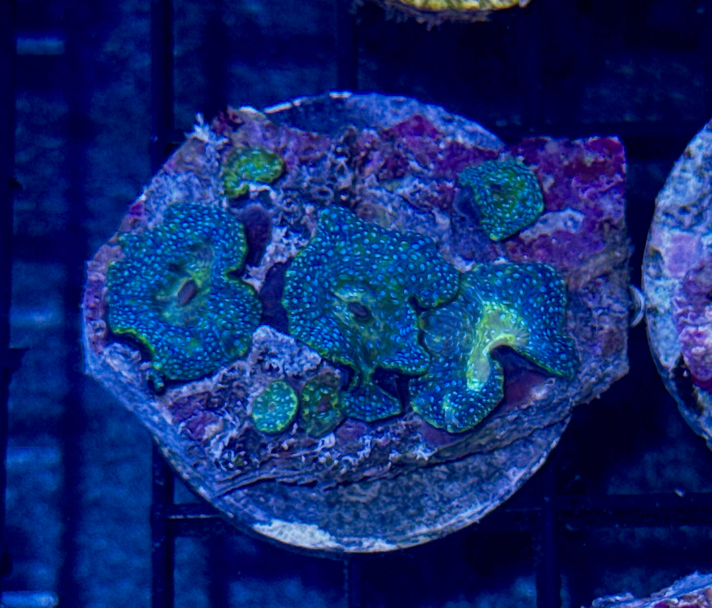 Unique Mushroom Colony