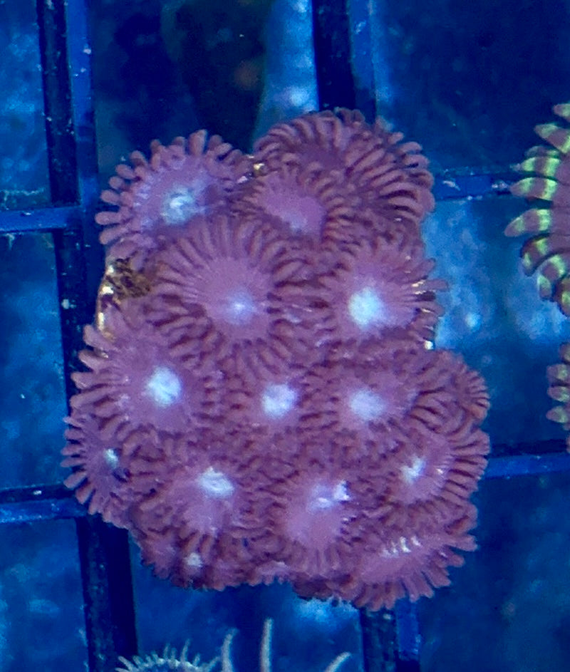 Zoa