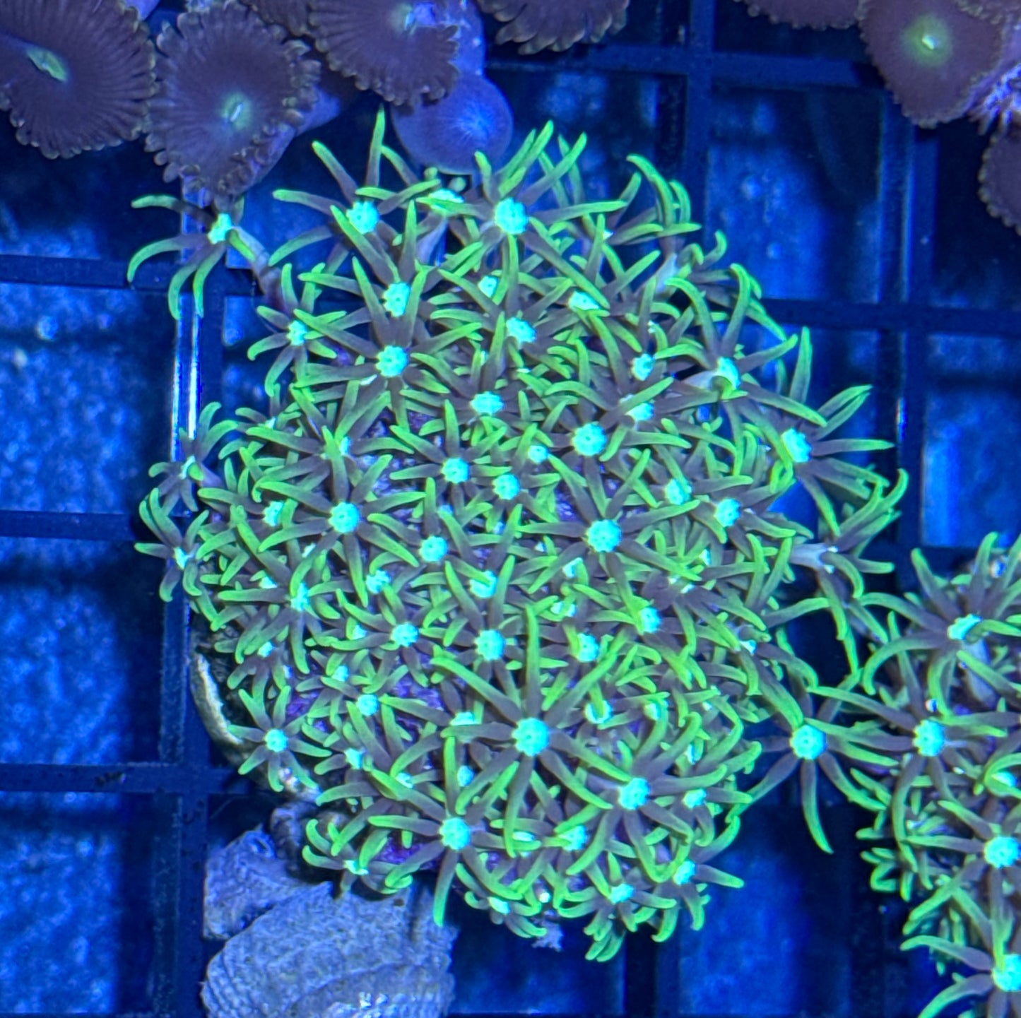 Green Star Polyp