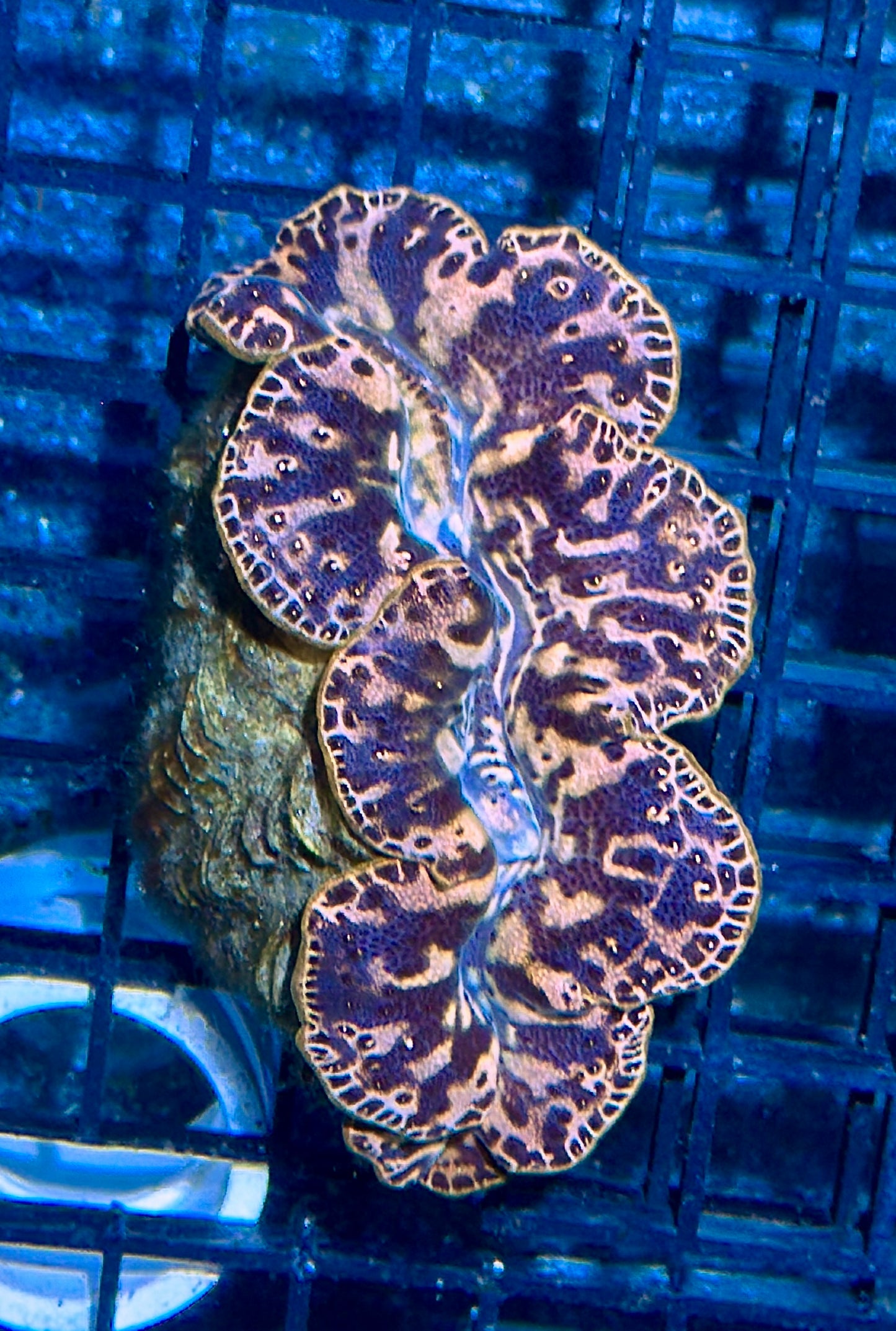 Gold Maxima Clam 2.5”