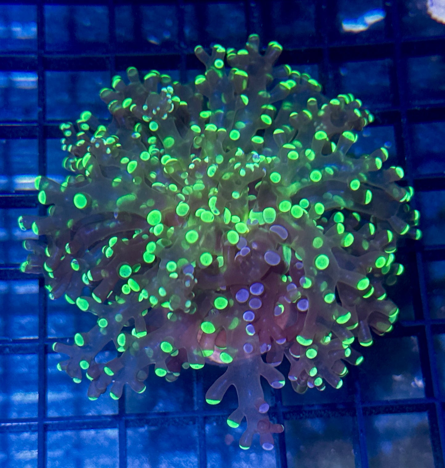 Branching Multicolor Frogspawn