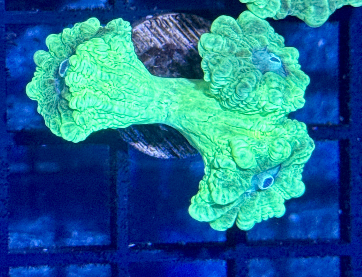 Kryptonite Candy Cane Frag