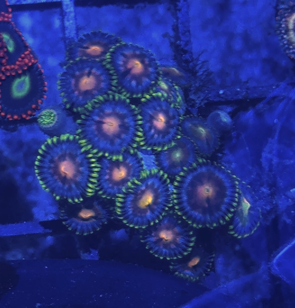Zoa Frag