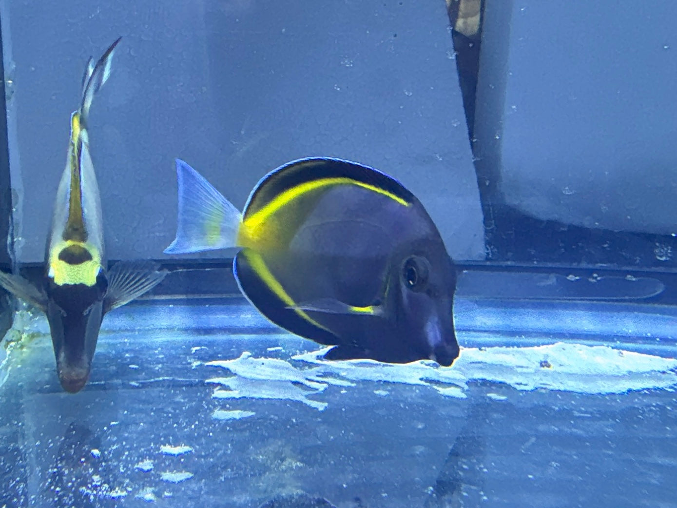 Powder Brown Tang 3”