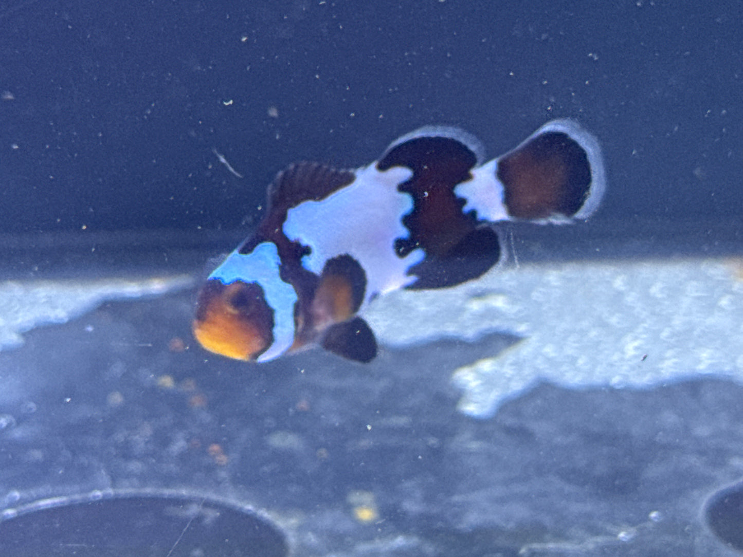 Black Snowflake Clown Rescue