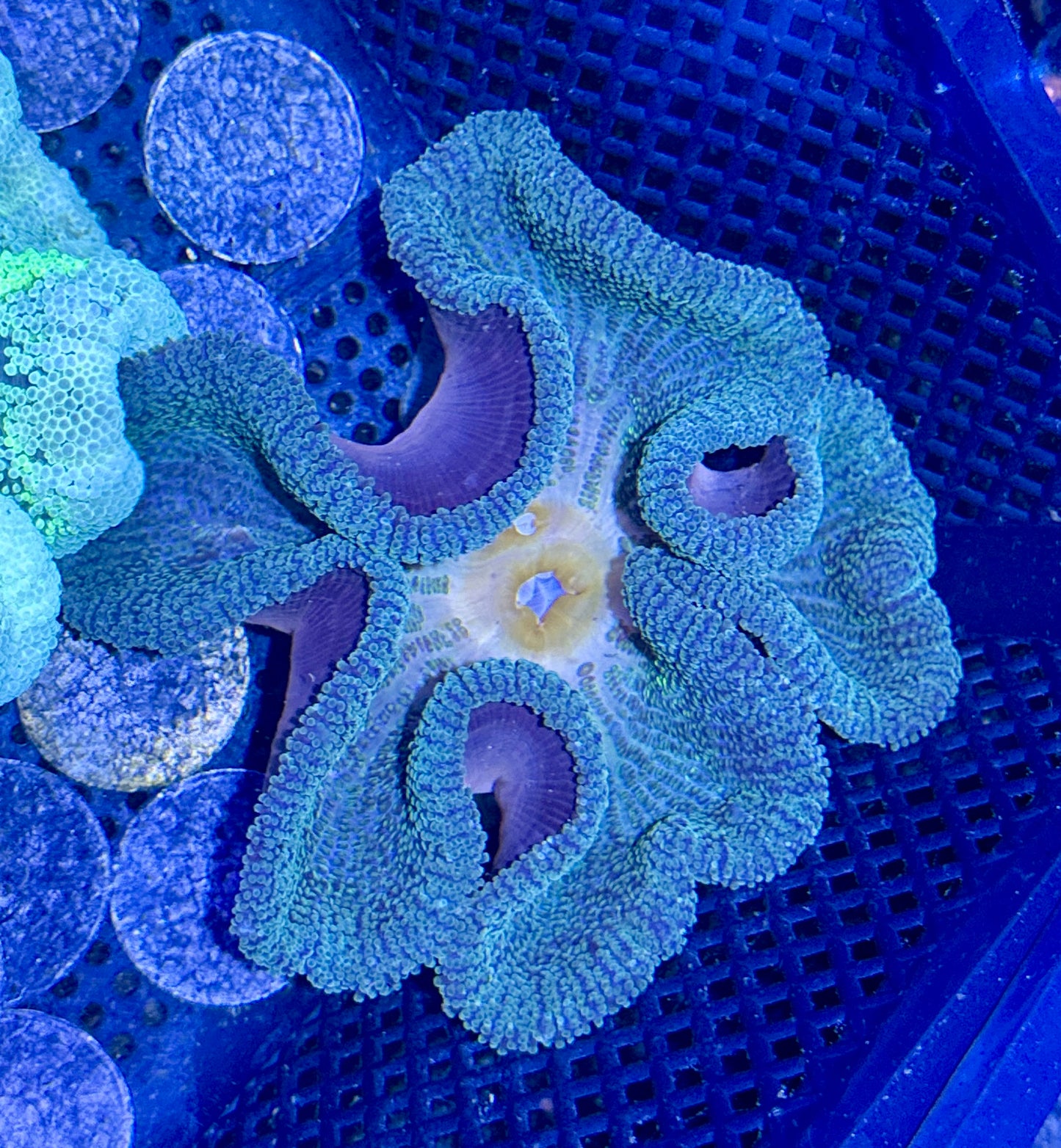 Haddoni Carpet Anemone