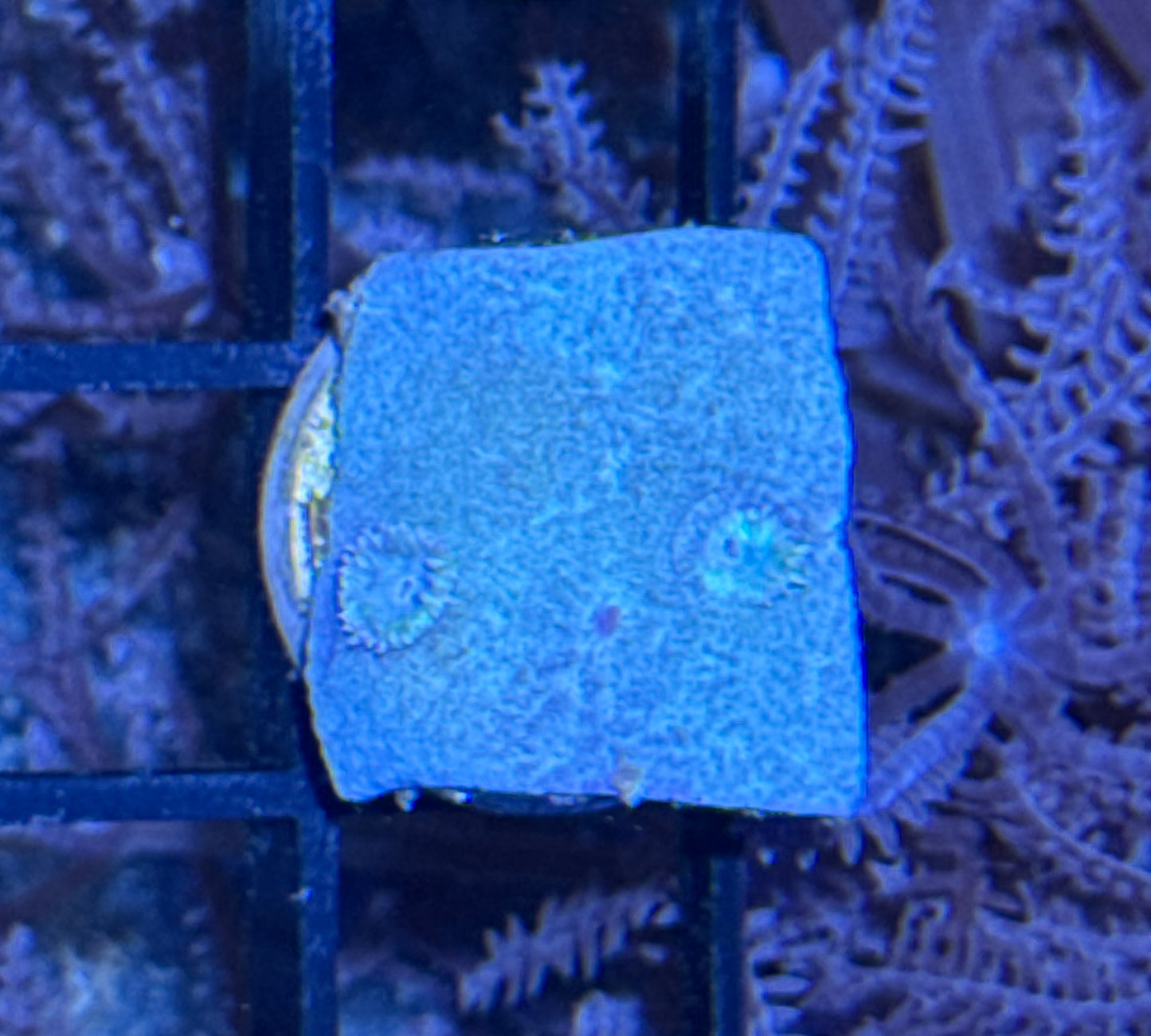 Pagoda Cup Frag