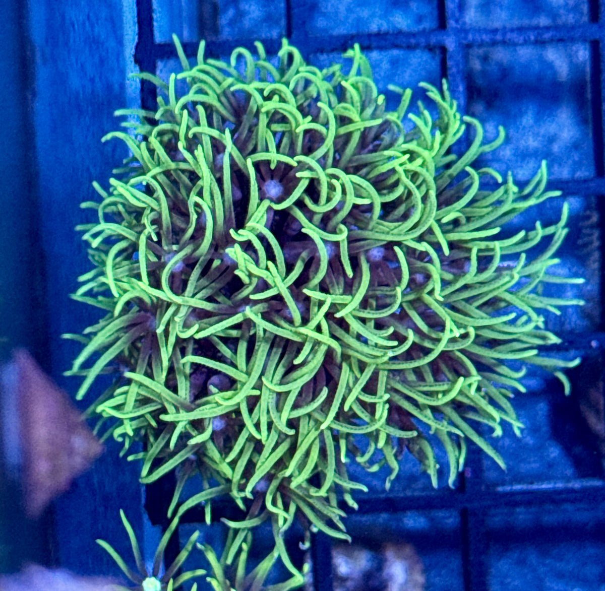 Green Star Polyp