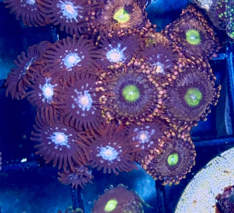 Zoa