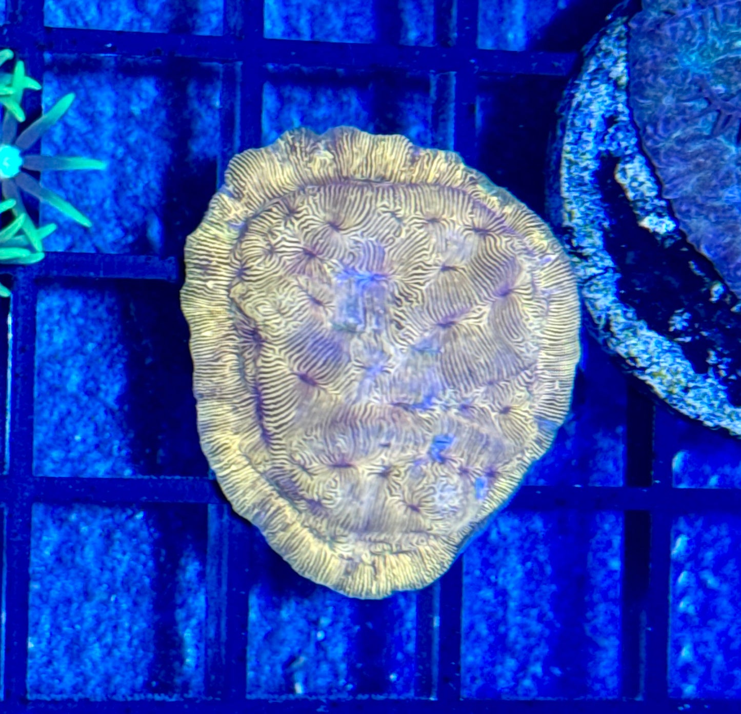 Chyphastera Frag