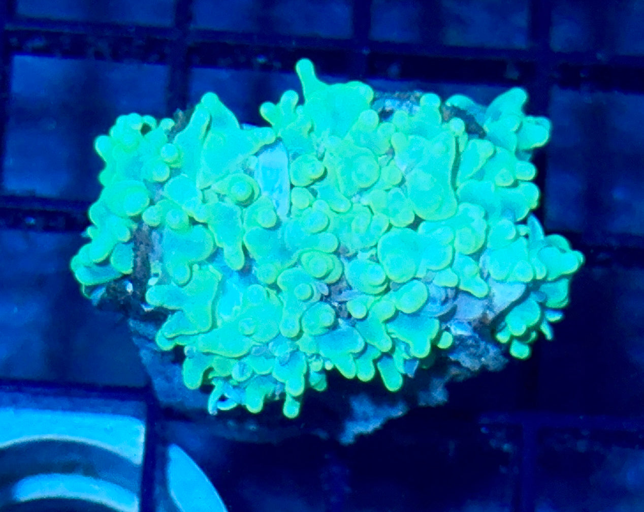 Bubble Coral Frag