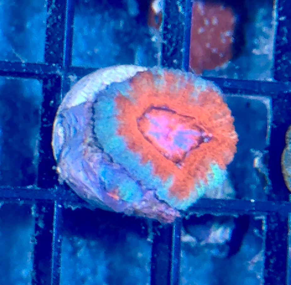 Acan Frag