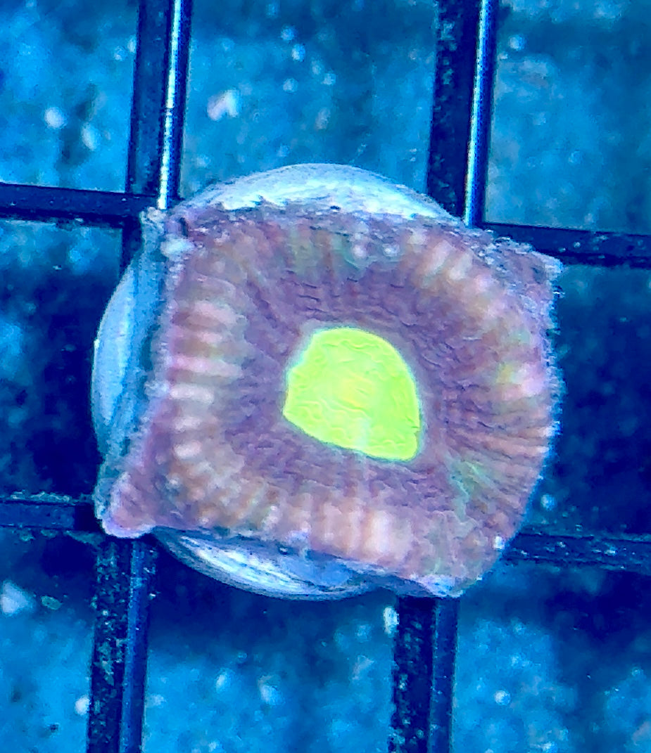 Favia Frag
