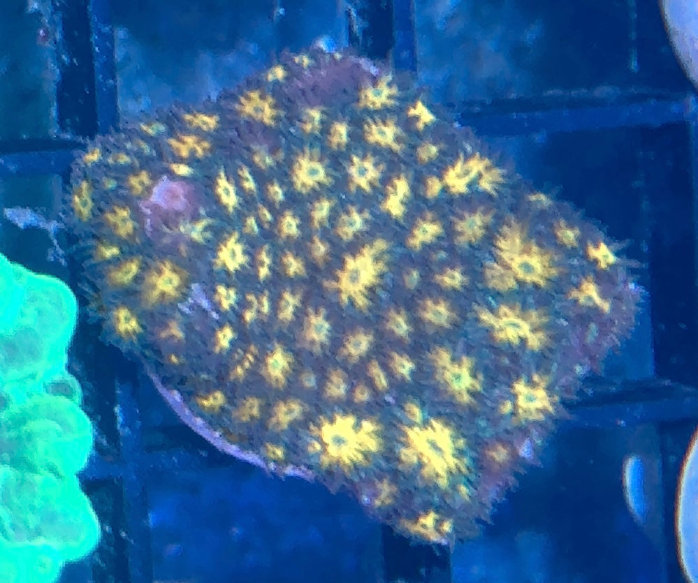 Lepto Frag