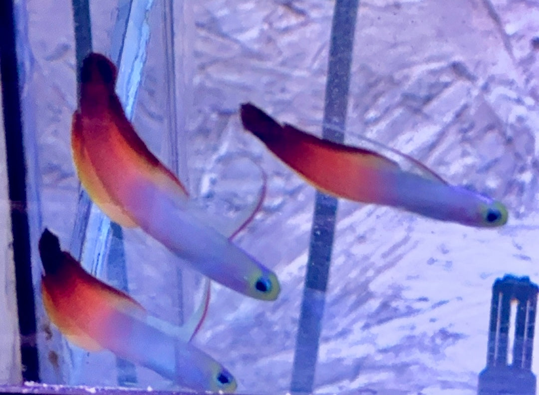 Red Firefish