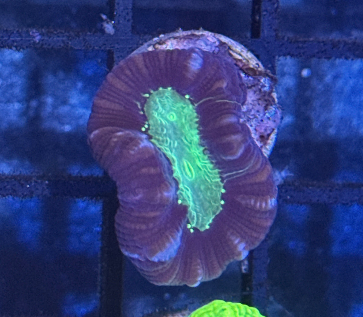 Purple Candy Cane Frag