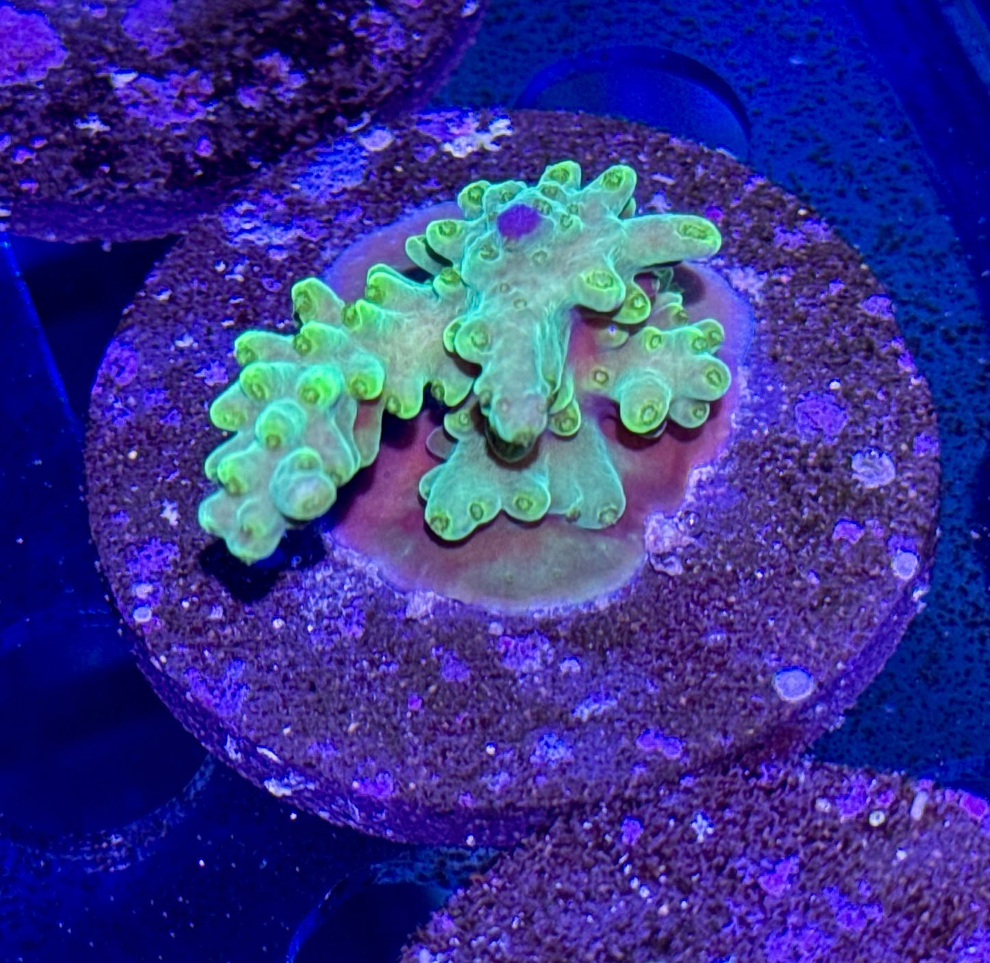 Acro Frag