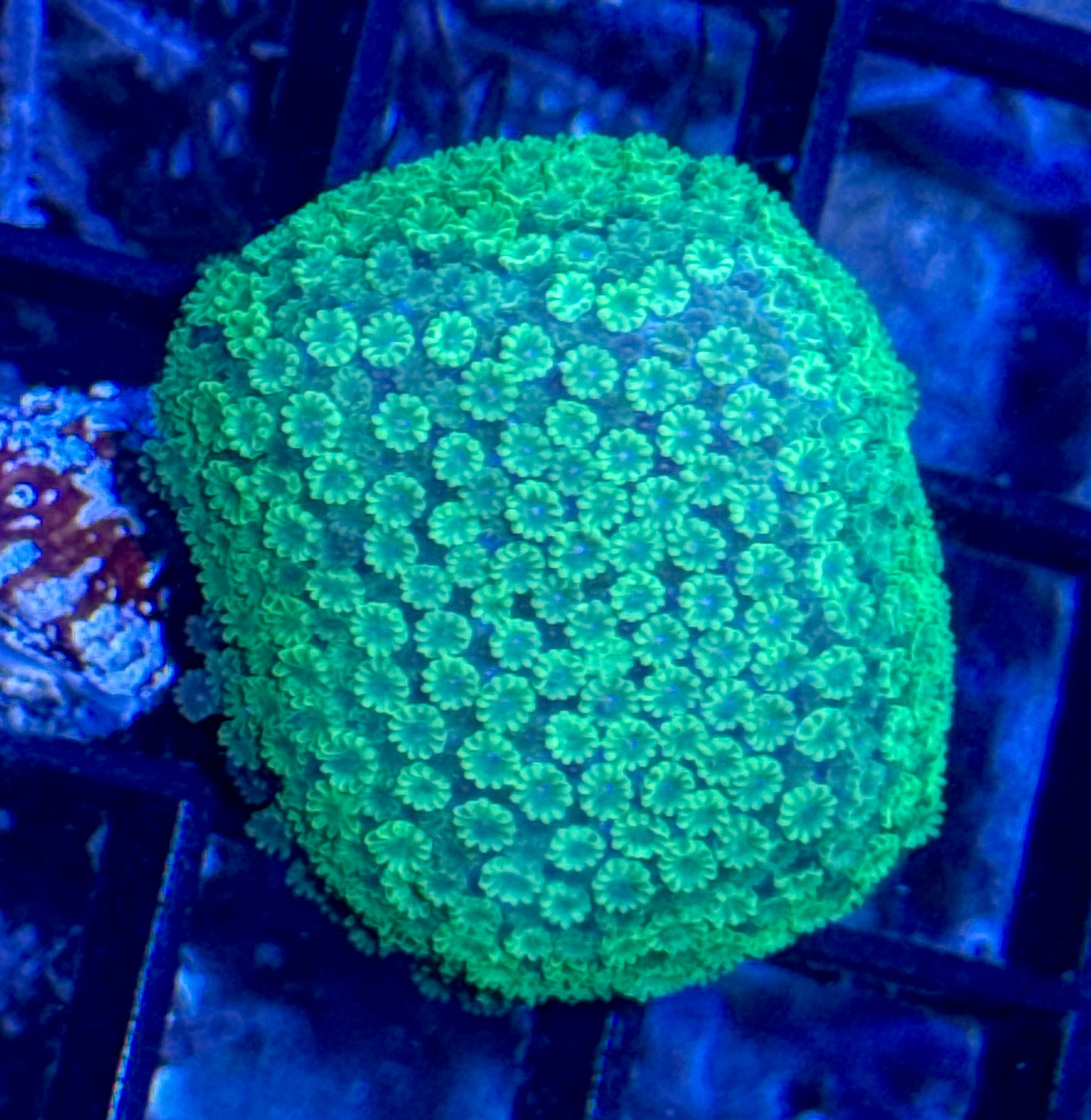 Toxic Green Micro Alevo