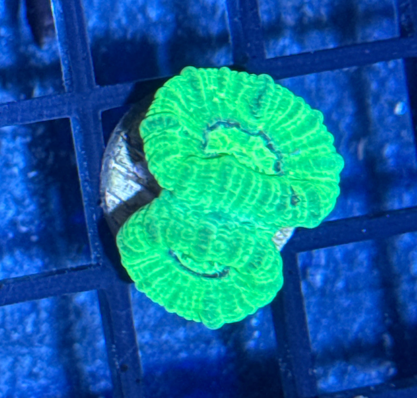 Candy Cane Frag