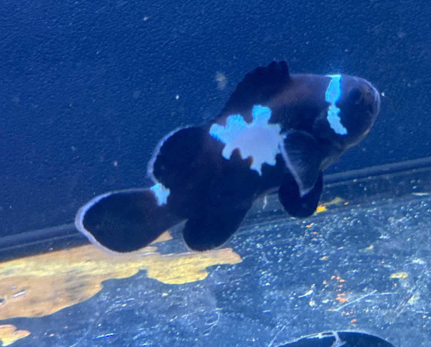 Black Midnight Lighting Clown Lg (Reacue)