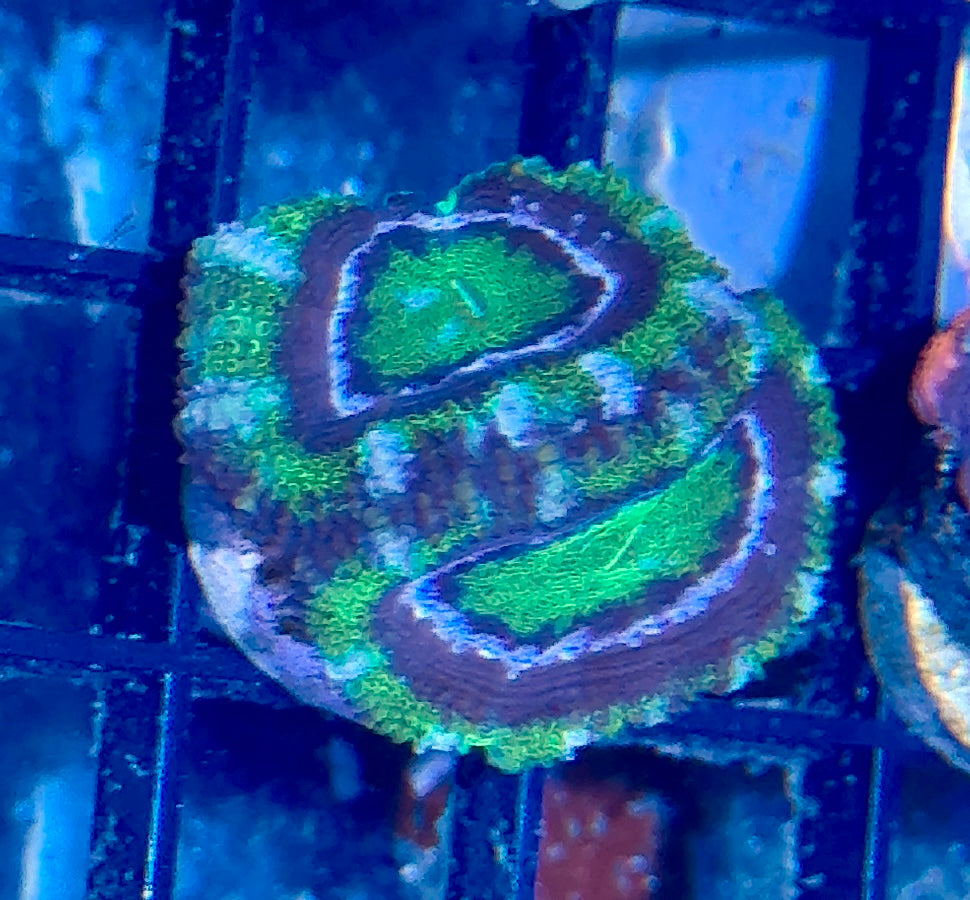 Acan Frag
