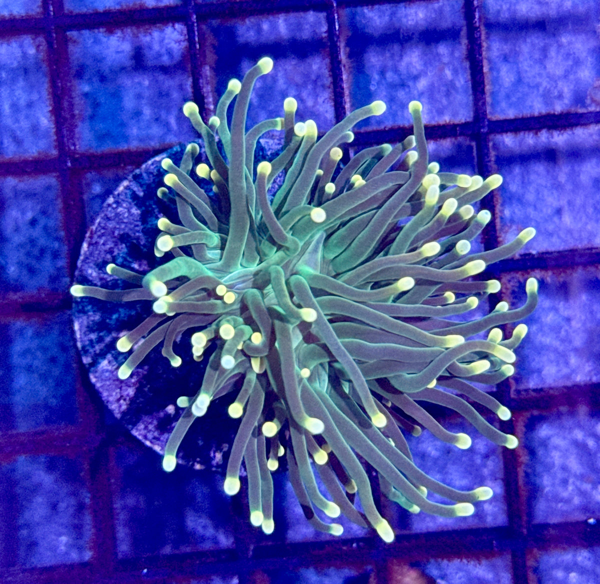 Lime Green W/ Yellow Tips Torch