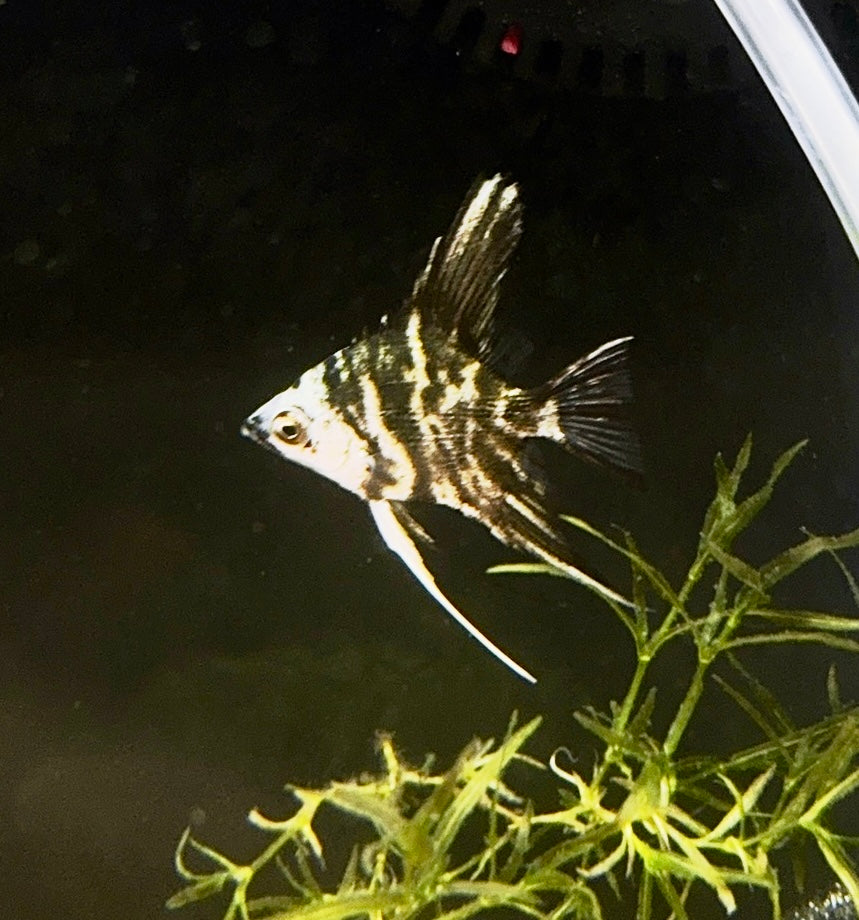 Marble Angelfish