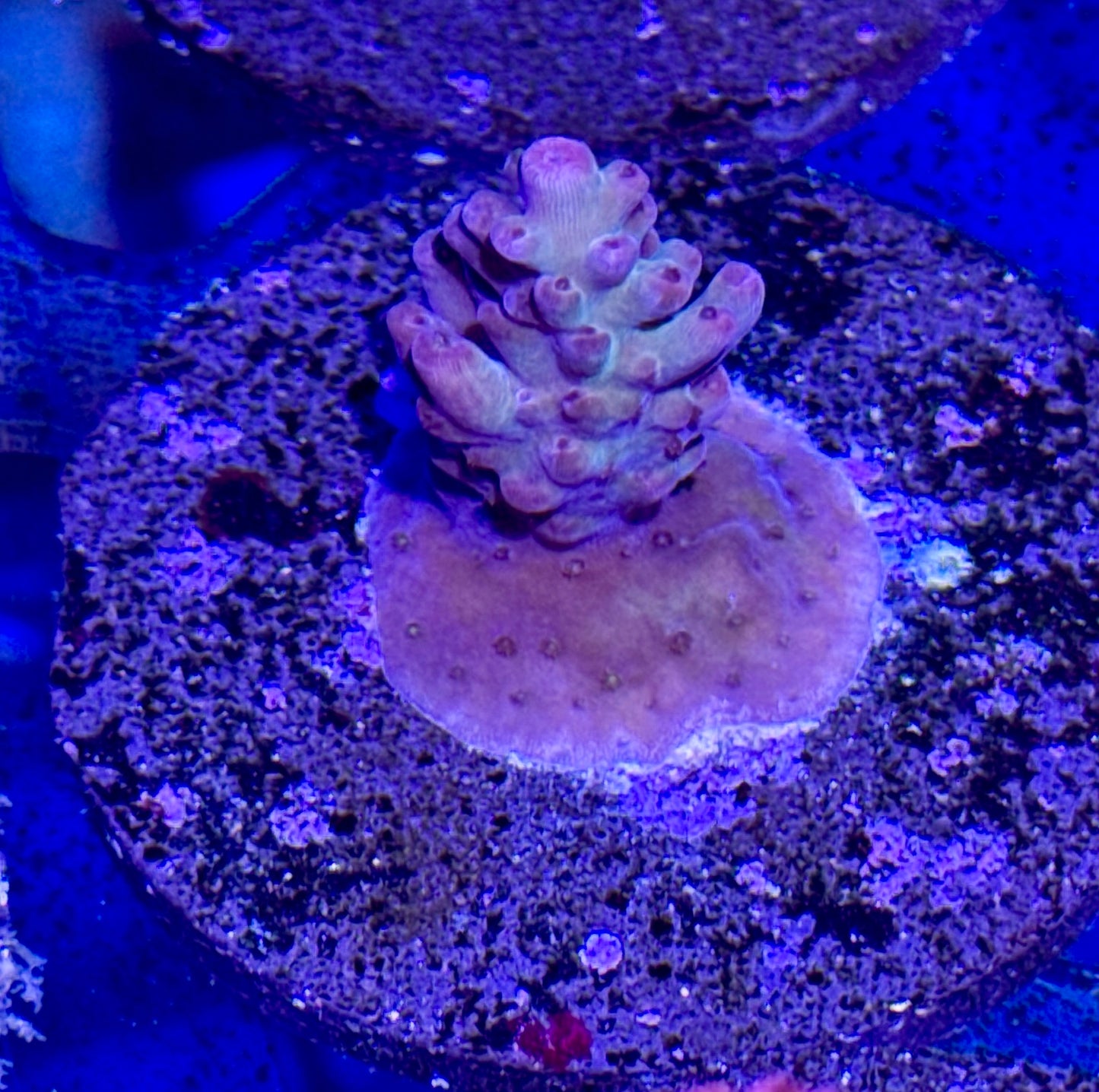 Acro Frag