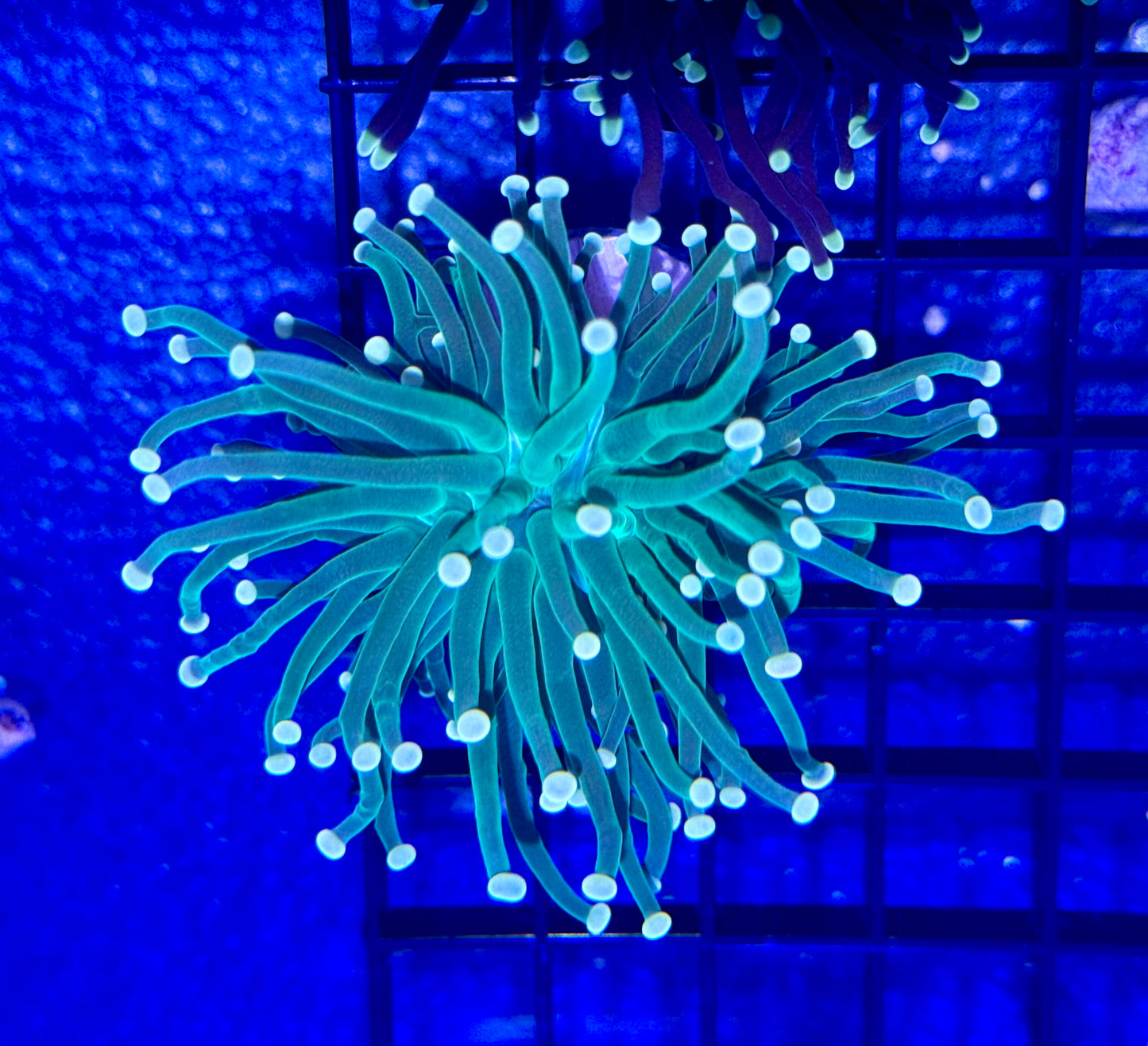 Torch Coral