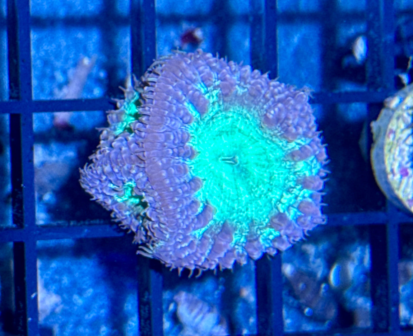 Blastomussa Welsi Frag