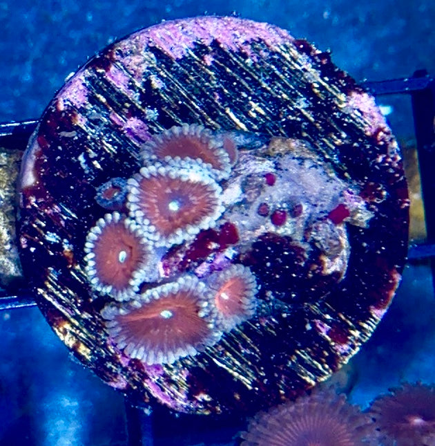 Zoa