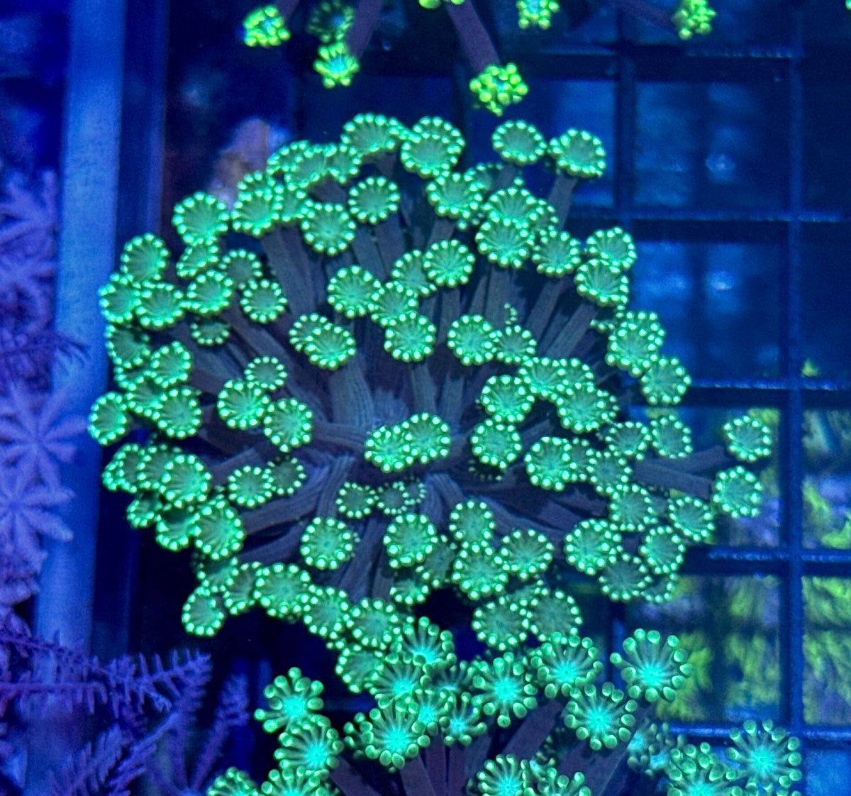 Gonipora Frag