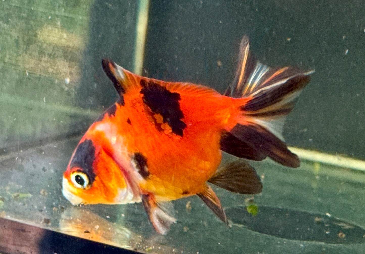 Calico Fantail 2.5”